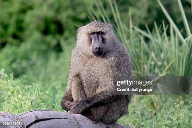 male baboon studying the photographer. - male baboon stock pictures, royalty-free photos & images