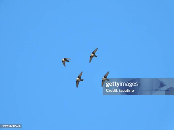 eurasian crag martin - hirondelle photos et images de collection