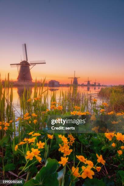 a traditional windmill at sunrise, kinderdijk, the netherlands a world heritage site. - kinderdijk stock pictures, royalty-free photos & images