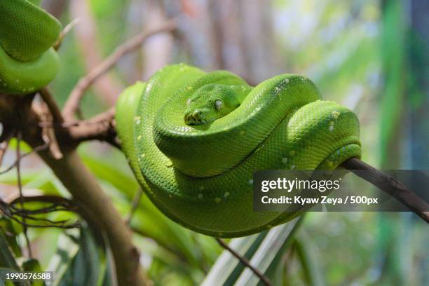 close-up of green tree python on tree - coiling stock pictures, royalty-free photos & images