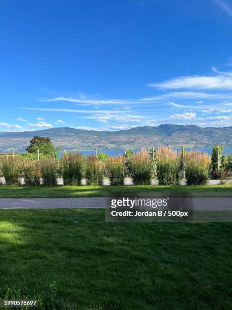 scenic view of field against blue sky,kelowna,british columbia,canada - kelowna stock pictures, royalty-free photos & images