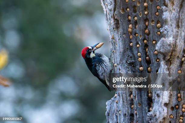 a starling feeding its babies,sunol,california,united states,usa - woodpecker stock pictures, royalty-free photos & images