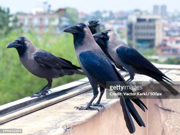 close-up of birds perching on retaining wall,kathmandu,bagmati,nepal - plant vector stock pictures, royalty-free photos & images