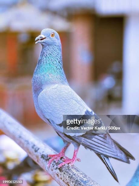 close-up of pigeon perching on railing,kathmandu,bagmati,nepal - plant vector stock pictures, royalty-free photos & images