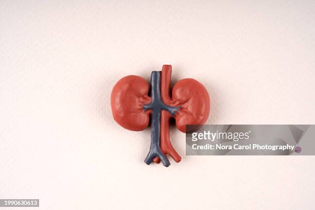 internal human organ model - kidney - human kidney stock-fotos und bilder