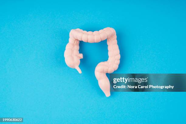 internal human organ model large intestine model on blue background - sigmoid colon stock pictures, royalty-free photos & images