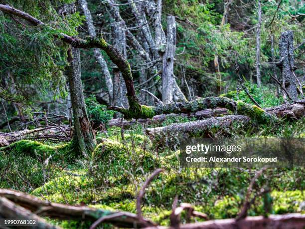 tree trunks covered with green soft and fluffy moss in a wild forest. - bosque primario fotografías e imágenes de stock