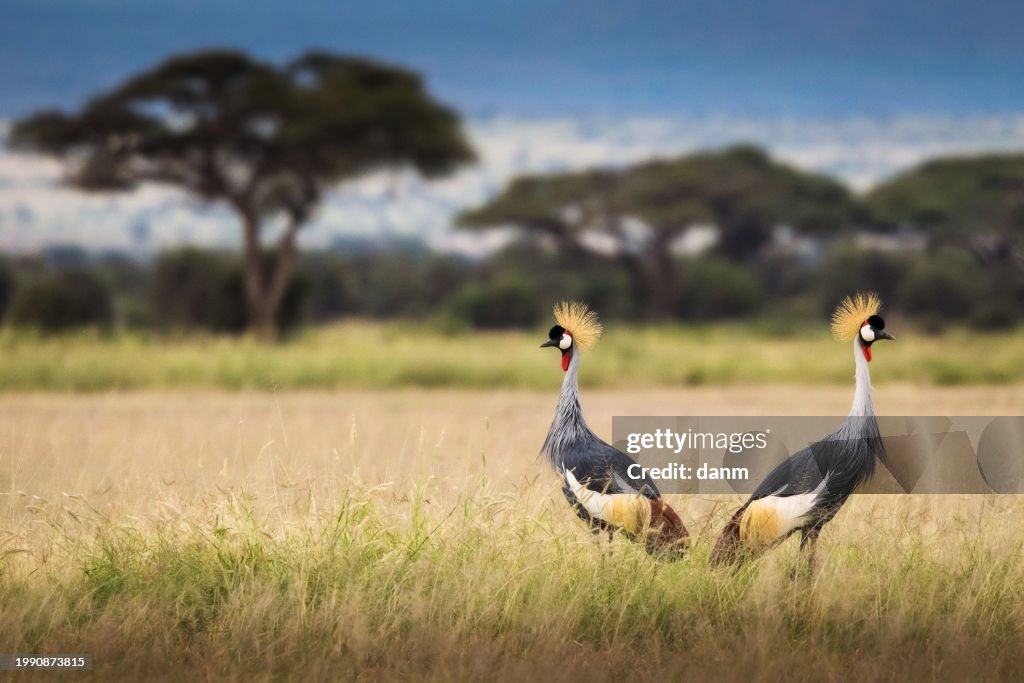Gray crowned crane birds during safari trip in Amboseli National Park, Kenya with beautiful landscape in background