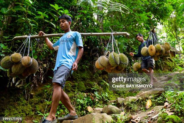 This picture taken on January 25, 2024 shows a member of the Indigenous Baduy tribe carrying durian fruit in Kanekes Village in Lebak, Banten...