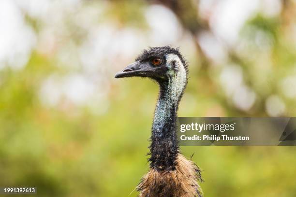 Emu In Bush 82 Emu Bush Stock Photos, High-Res Pictures, and Images - Getty Images