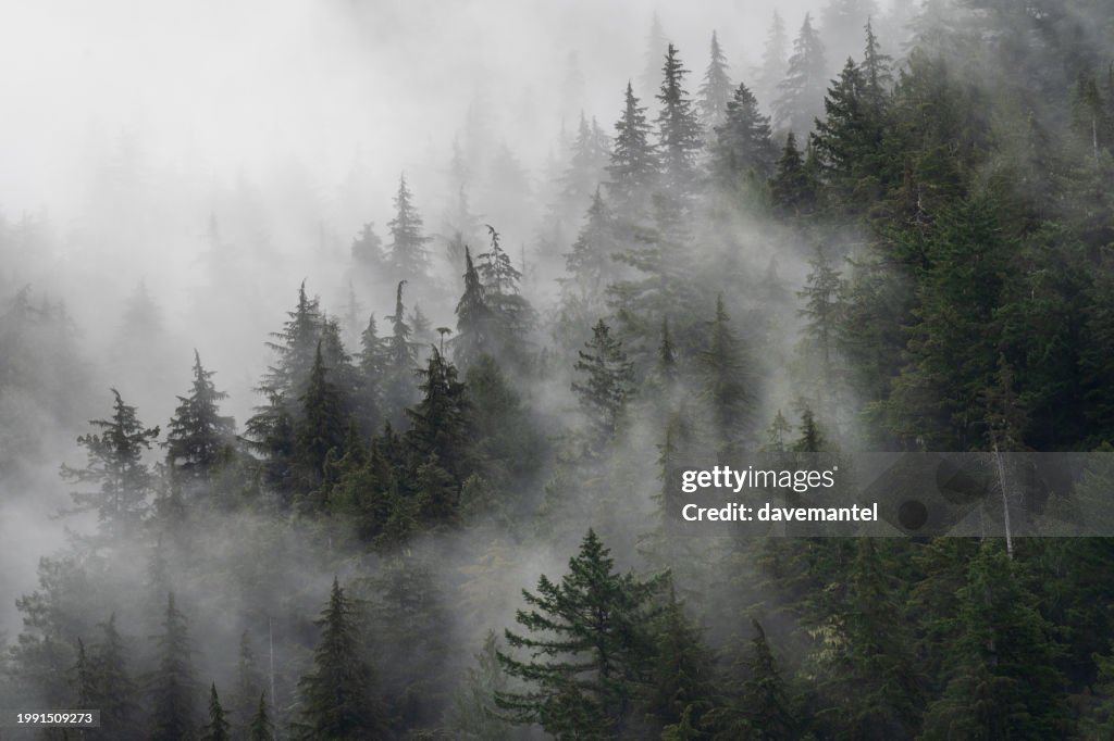 Foggy Rainforest Île de Vancouver
