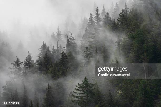 foggy rainforest vancouver island - pacific northwest region stock pictures, royalty-free photos & images