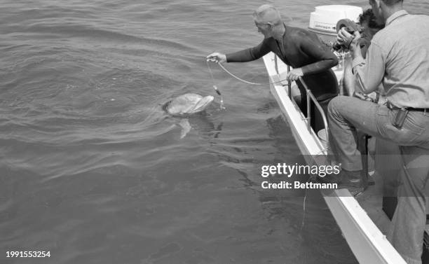 Tuffy the bottlenose dolphin trains at the Naval Missile Center in Point Mugu, California for various United States Navy tasks.