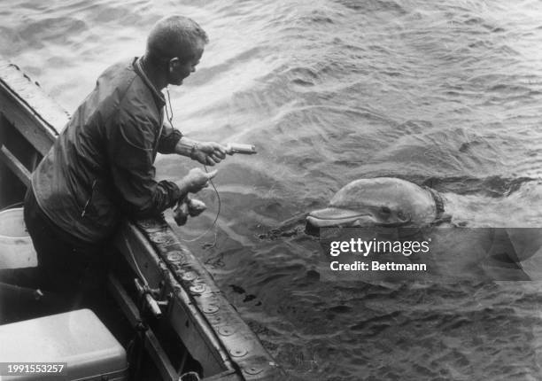 Tuffy the bottlenose dolphin trains at the Naval Missile Center in Point Mugu, California for various United States Navy tasks.