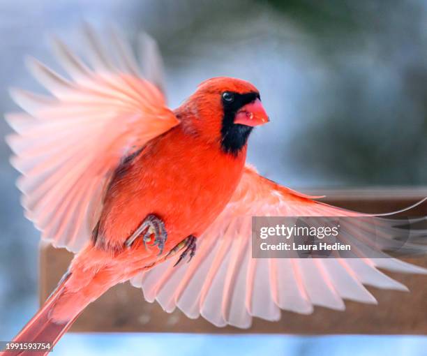 male northern cardinal taking flight and flying in winter - northern cardinal stock pictures, royalty-free photos & images