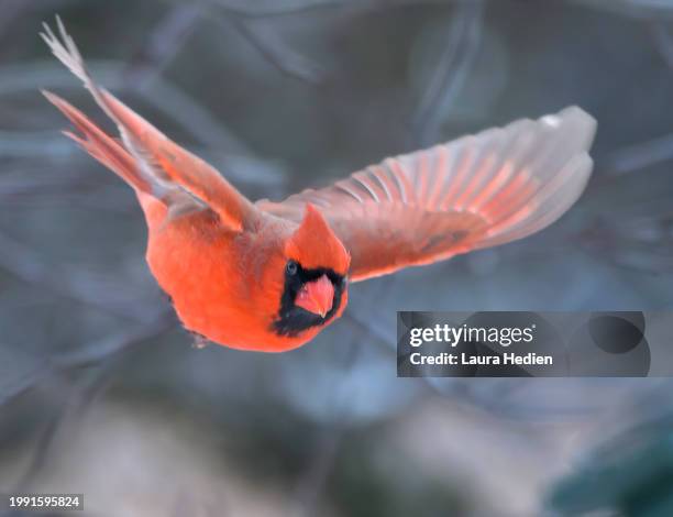Photo Cardinal In Flight 123 Red Cardinal Flying Stock Photos, High-Res Pictures, and Images ...