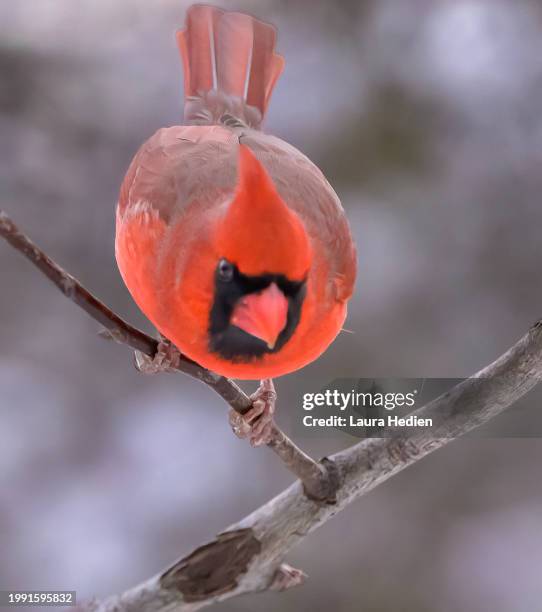 Maile Cardinal Male Cardinal Bird Photos and Premium High Res Pictures - Getty Images