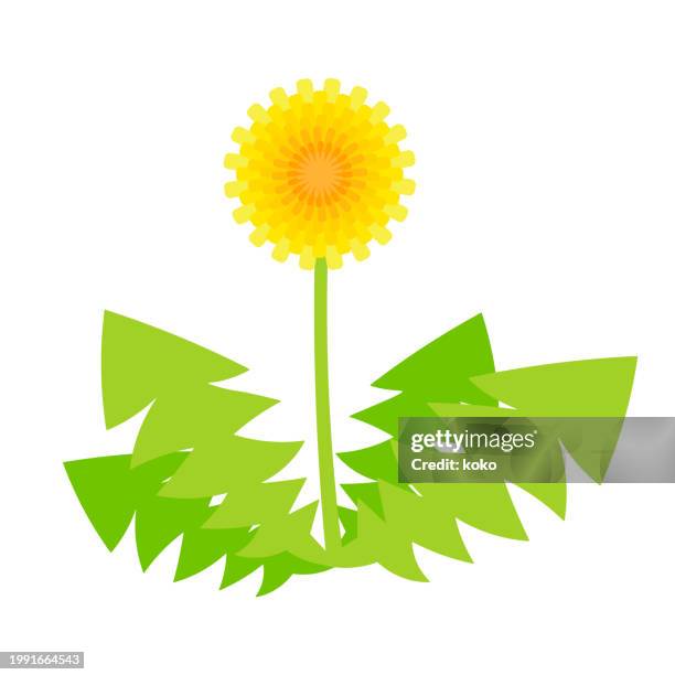 dandelion. - yellow dandelions stock illustrations