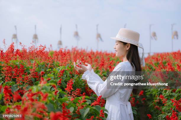 women tourist white dress view of flower garden and fog before sunrise at at mon mok tawan, tak, thailand. - mok stock pictures, royalty-free photos & images