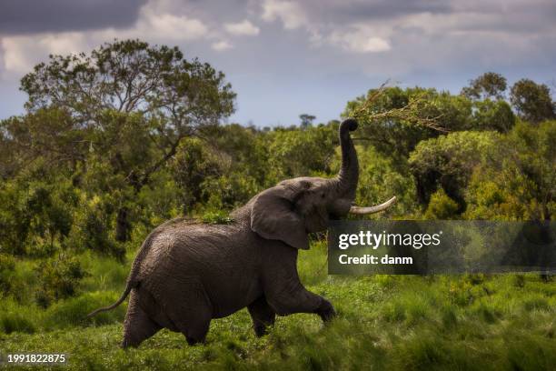 furious elephant in the forest during safari tour in ol pejeta park, kenya - african elephant calf stock pictures, royalty-free photos & images