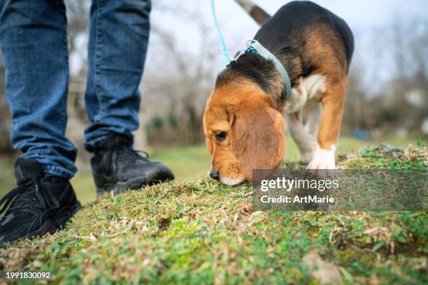 man with his pet, beagle dog, outdoors in a park - ground hound dog stock pictures, royalty-free photos & images