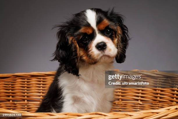 simpatico ritratto in studio del cucciolo di cane. cavalier re carlo spaniel. in piedi nel cesto su sfondo grigio - cagnolino da salotto foto e immagini stock