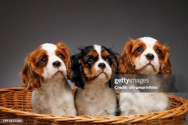 niedliches hundestudio-porträt. drei cavalier king charles spaniel welpen. stehend im korb auf grauem hintergrund - cavalier stock-fotos und bilder