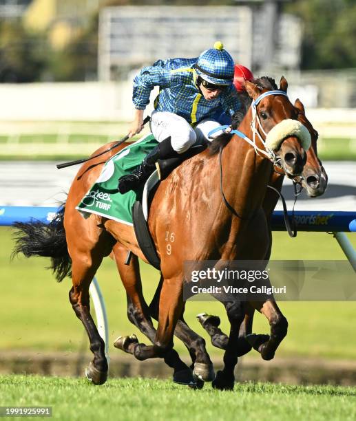 Damian Lane riding Miss Passion winning Race 5, the Evergreen Turf Handicap, during Melbourne Racing at Sandown Racecourse on February 07, 2024 in...