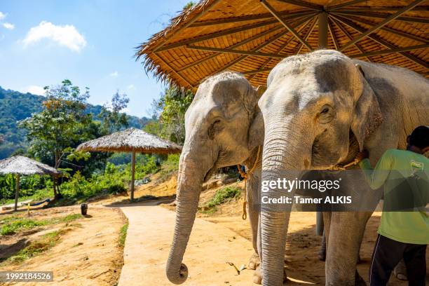 elephants spending time with their caretakers at phuket elephant sanctuary - phuket province stock pictures, royalty-free photos & images