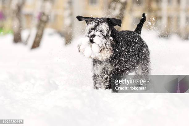 playful snow-covered dog frolicking through winter drifts - motion capturing stock pictures, royalty-free photos & images