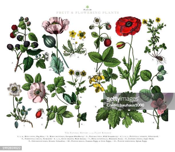 fruit and flowering plants, plant kingdom, victorian botanical illustration, circa 1853 - caper stock illustrations