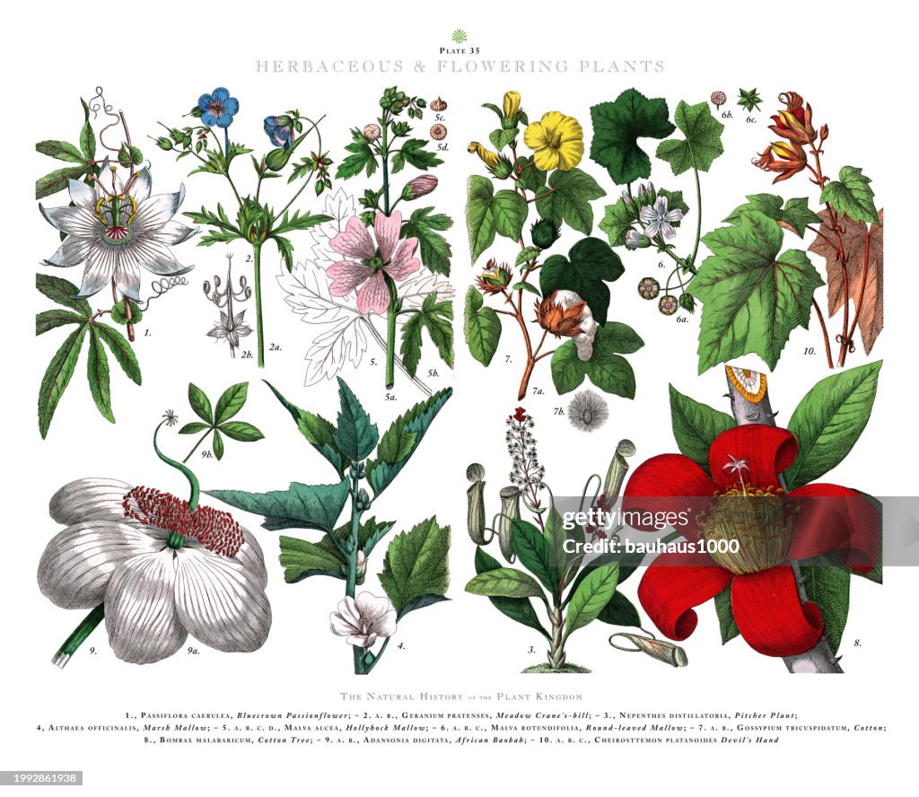 Herbaceous and Flowering Plants, Plant Kingdom, Victorian Botanical Illustration, Circa 1853