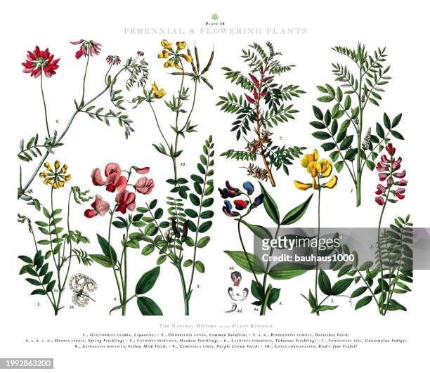 perennial and flowering plants, plant kingdom, victorian botanical illustration, circa 1853 - licorice flower stock illustrations