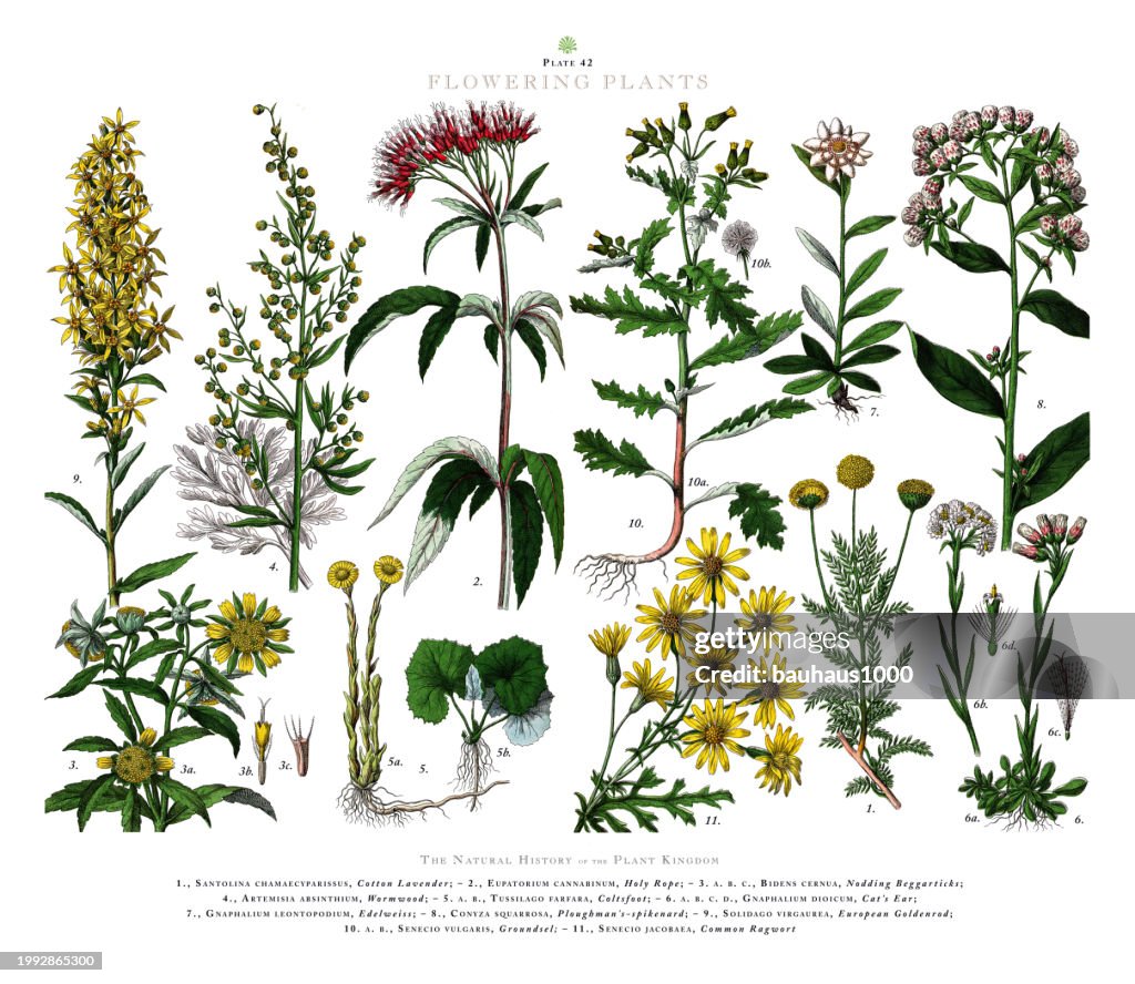 Flowering Plants Plant Kingdom Victorian Botanical Illustration Circa ...