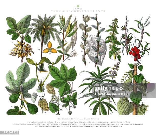 tree and flowering plants, plant kingdom, victorian botanical illustration, circa 1853 - willow bark white background stock illustrations