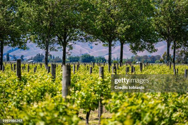 neuseeländische weinberge: atemberaubende landschaften und edle reben - nordinsel von neuseeland stock-fotos und bilder