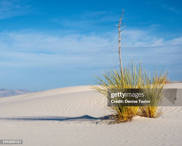 green yucca plant in white sands national park - chihuahua desert stock pictures, royalty-free photos & images