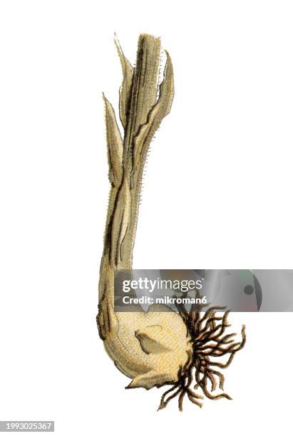 old chromolithograph illustration of botany, bulb of the broomrapes or orobanchaceae (orobanche speciosa) , a family of mostly parasitic plants of the order lamiales - orobanche stock pictures, royalty-free photos & images