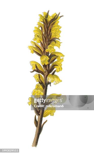 old chromolithograph illustration of botany, the ivy broomrape (orobanche hederae) a parasitic plant without chlorophyll, and thus totally dependent on its host, which is ivy - orobanche stock pictures, royalty-free photos & images