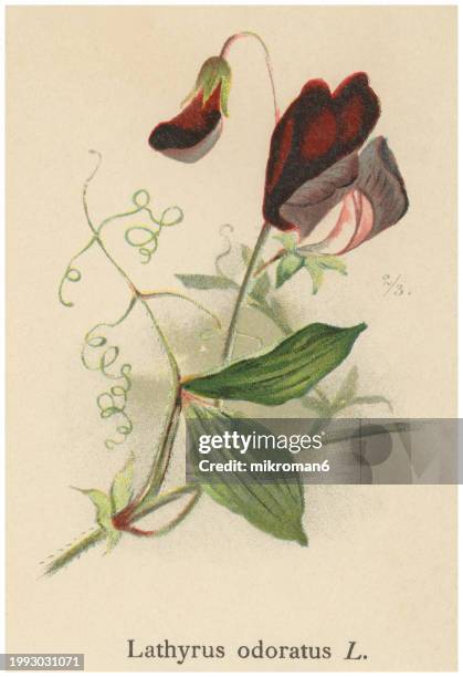 old chromolithograph illustration of botany, the sweet pea (lathyrus odoratus) a flowering plant in the genus lathyrus in the family fabaceae (legumes) - sweet peas stock pictures, royalty-free photos & images