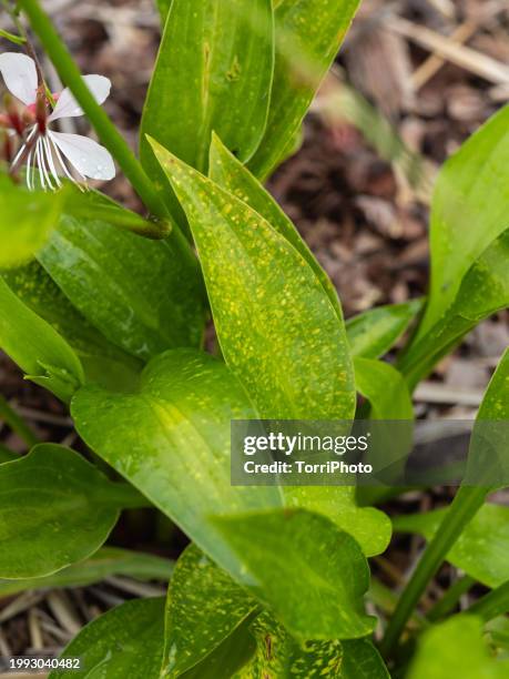 affected hosta leaves have yellow spots. host diseases - powdery mildew fungus stockfoto's en -beelden