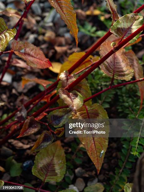 red arrow-shaped leaves of a herbaceous plant in the garden. ornamental plant persicaria red dragon - polygonum persicaria stock pictures, royalty-free photos & images