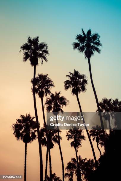 palm sunset gradient - santa monica stock pictures, royalty-free photos & images