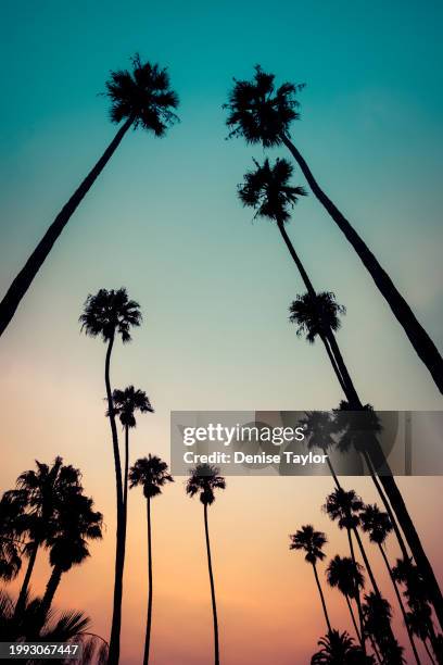 palm trees with gradient sky - verwaltungsbezirk los angeles county stock-fotos und bilder