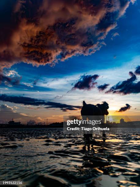 sunset at low tide of the amazon river - amarelo fotografías e imágenes de stock