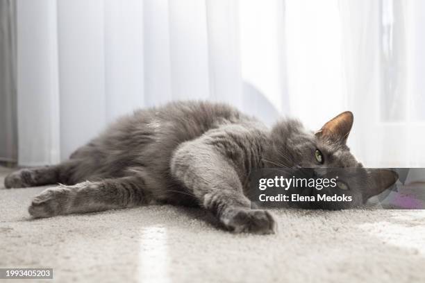 a gray fluffy cat lies on the carpet next to the window in the sun and rests - grey maine coon stock pictures, royalty-free photos & images