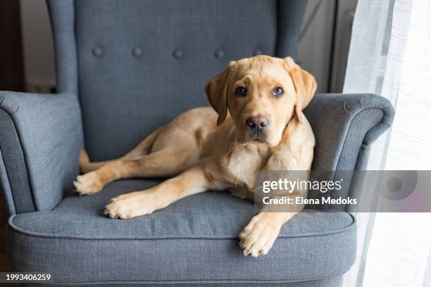 beige labrador retriever puppy lies on a chair at home - labrador retriever foto e immagini stock