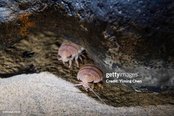 giant isopod (bathynomus giganteus) - giant isopod stock pictures, royalty-free photos & images