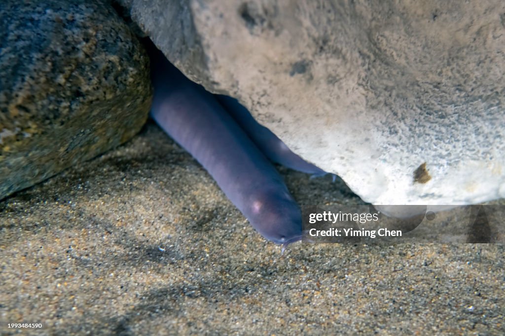 Pacific Hagfish (Eptatretus stoutii)