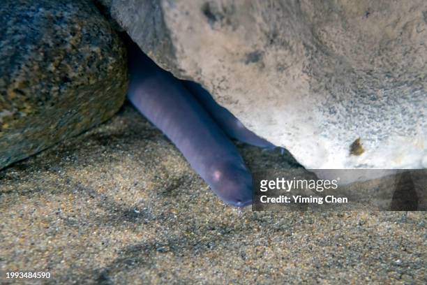 pacific hagfish (eptatretus stoutii) - hagfish stock pictures, royalty-free photos & images